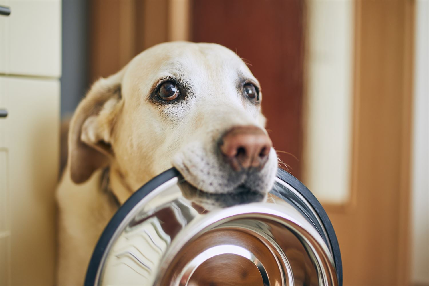 10 alimentos buenos para perros