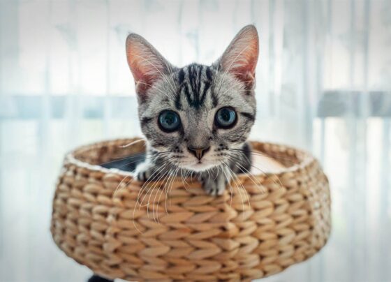 5 cosas que debes saber antes de tener un gato como mascota