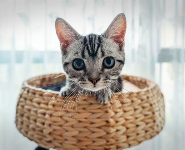 5 cosas que debes saber antes de tener un gato como mascota