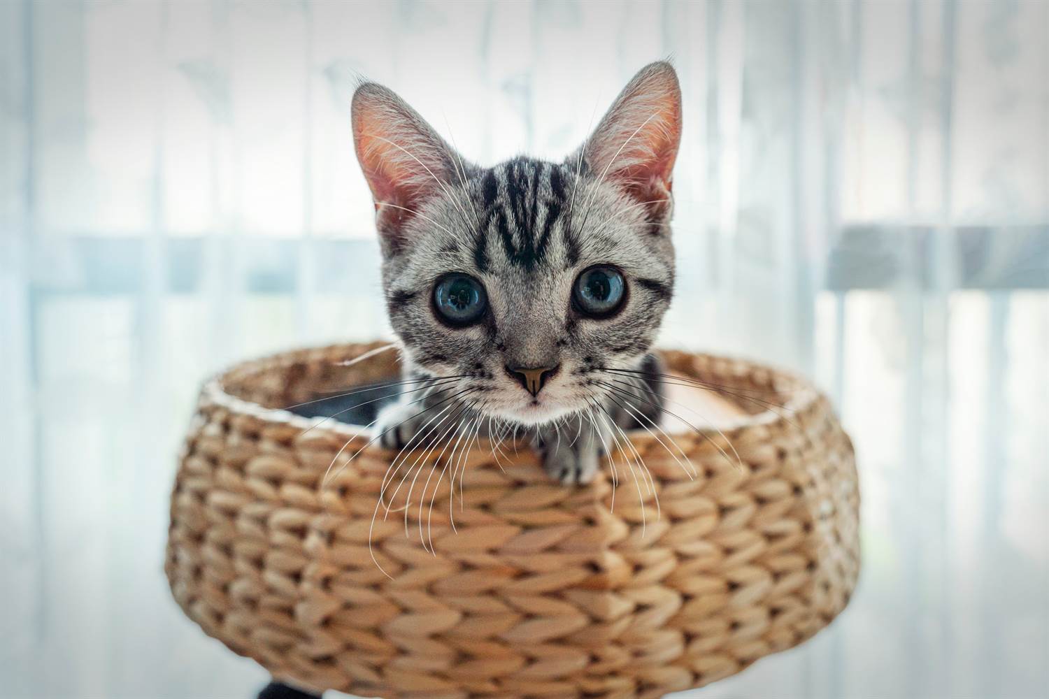 5 cosas que debes saber antes de tener un gato como mascota