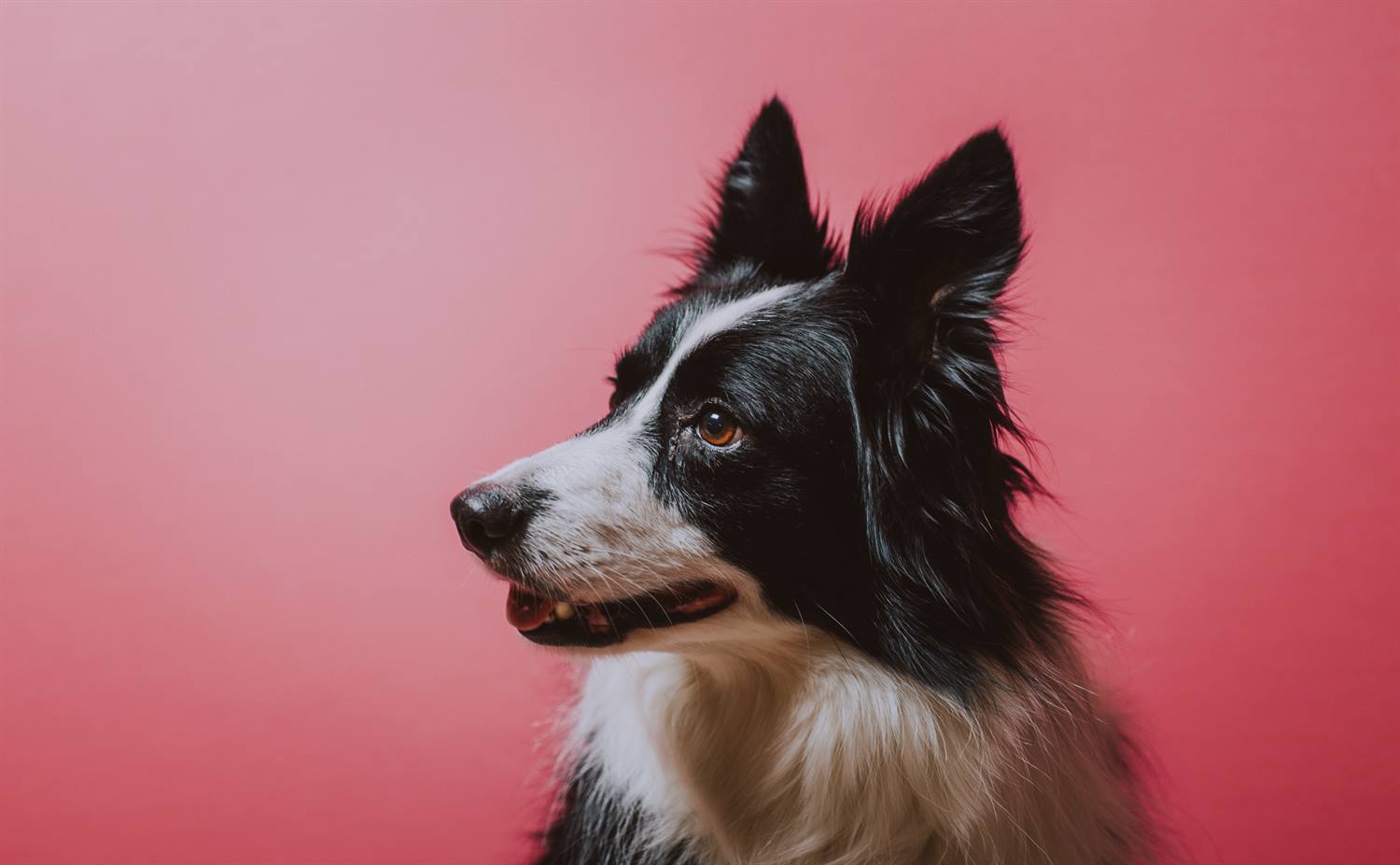 Apariencia de border collie