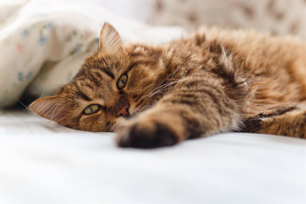 Área de descanso para gatos después de la cirugía