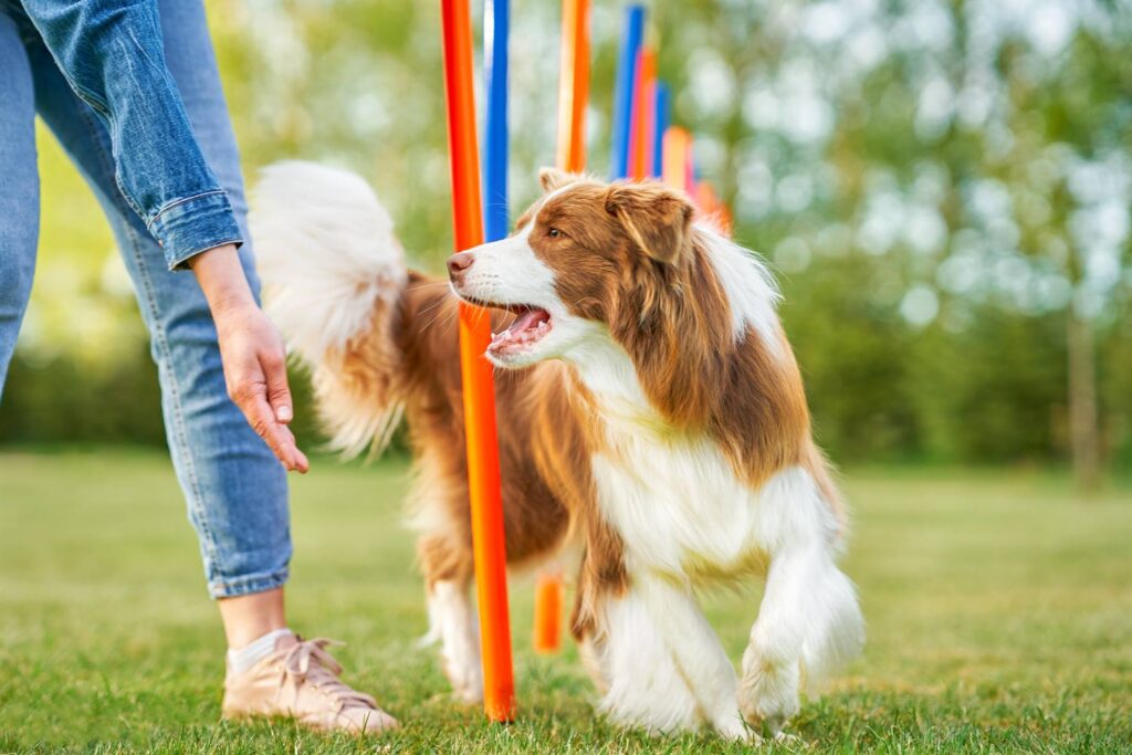 Caracter Border Collie