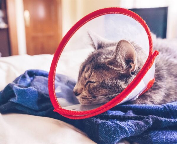 Cómo cuidar a un gato después de una cirugía