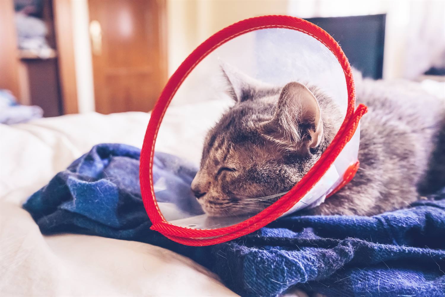 Cómo cuidar a un gato después de una cirugía