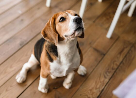 Cómo es la raza Beagle