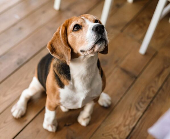 Cómo es la raza Beagle