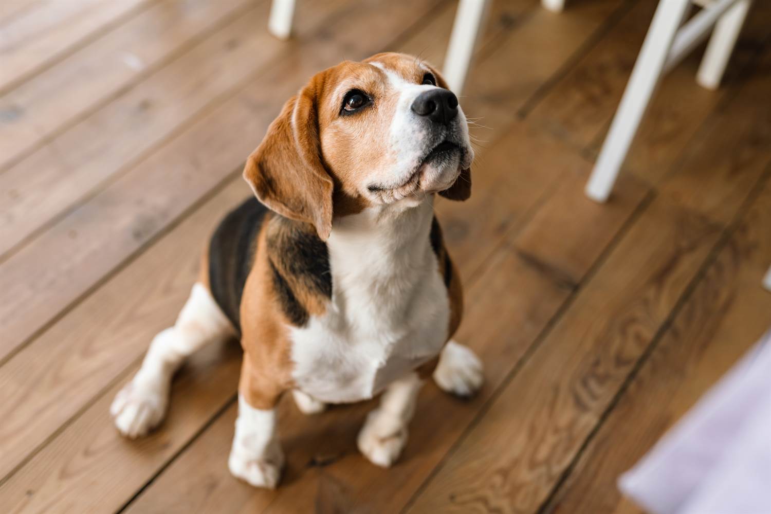 Cómo es la raza Beagle