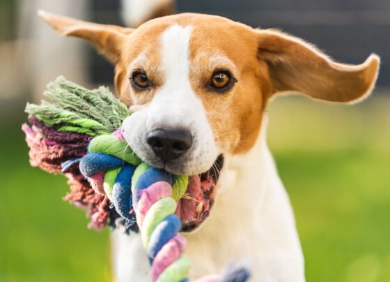 Cómo escoger los mejores juguetes para tu perro