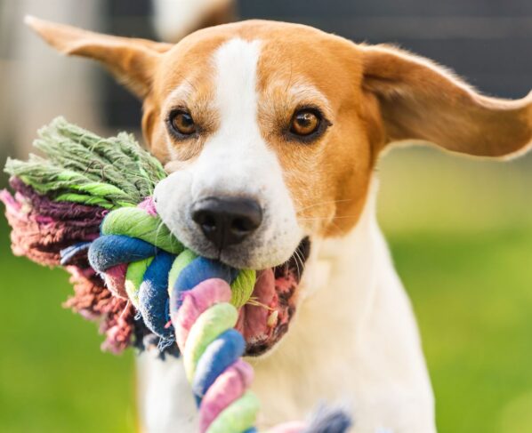 Cómo escoger los mejores juguetes para tu perro