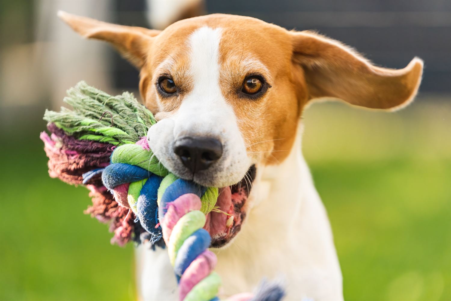 Cómo escoger los mejores juguetes para tu perro
