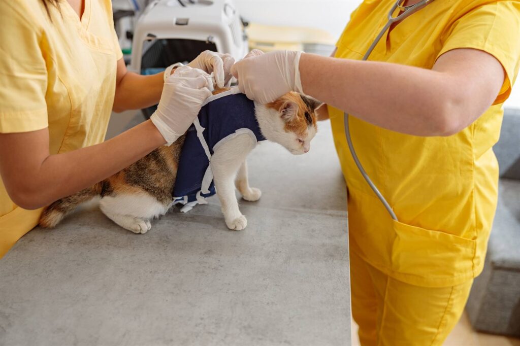 Dieta para gatos después de la cirugía