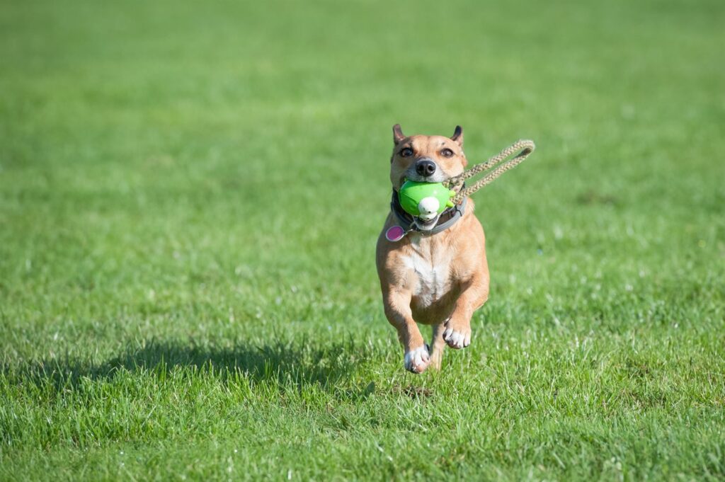 Cómo escoger los mejores juguetes para tu perro