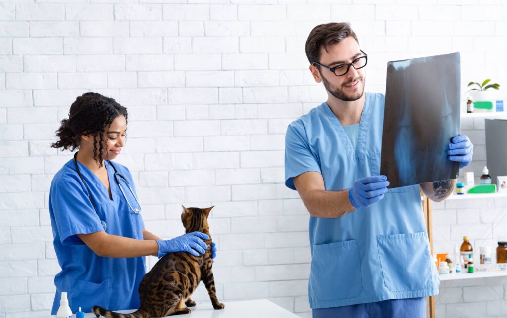 Pruebas de embarazo en gatos
