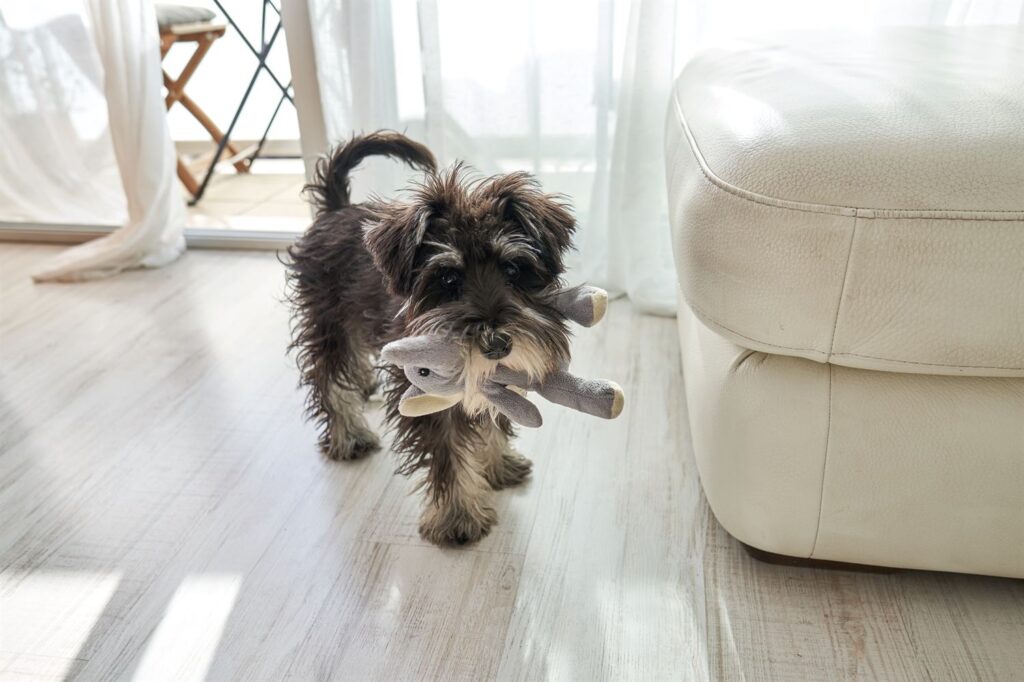 Qué pasa si mi perro no trae la pelota