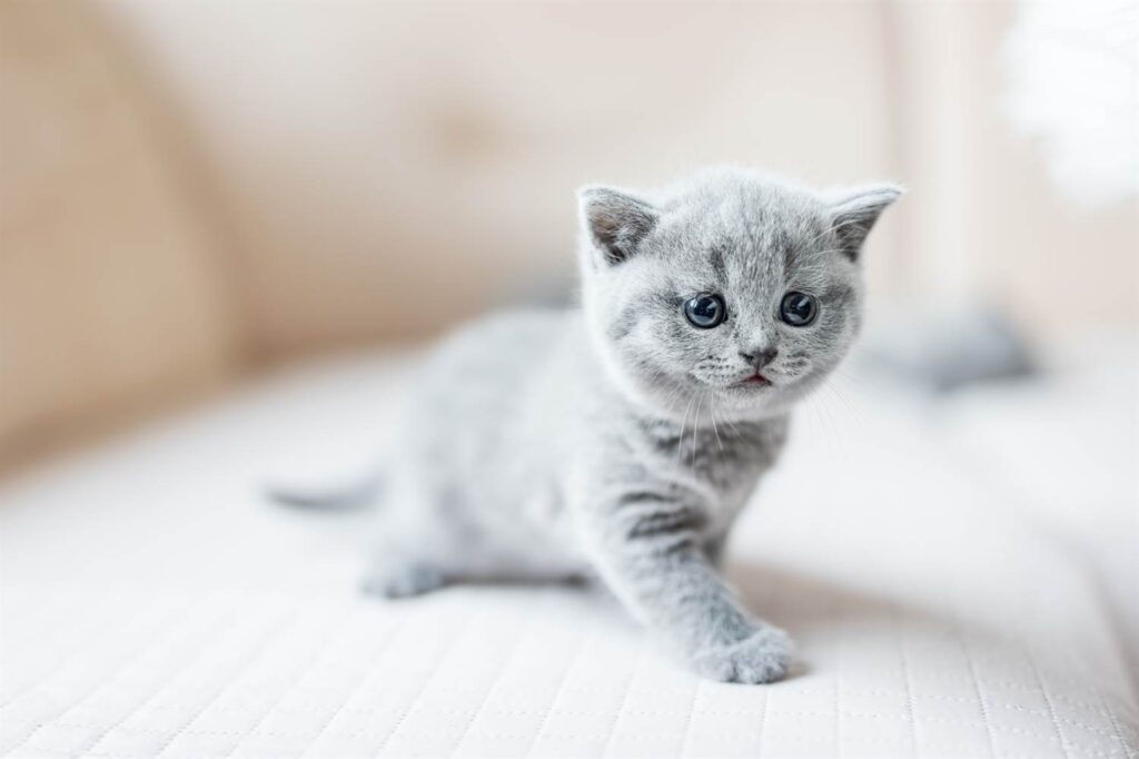 Tener un gato en casa