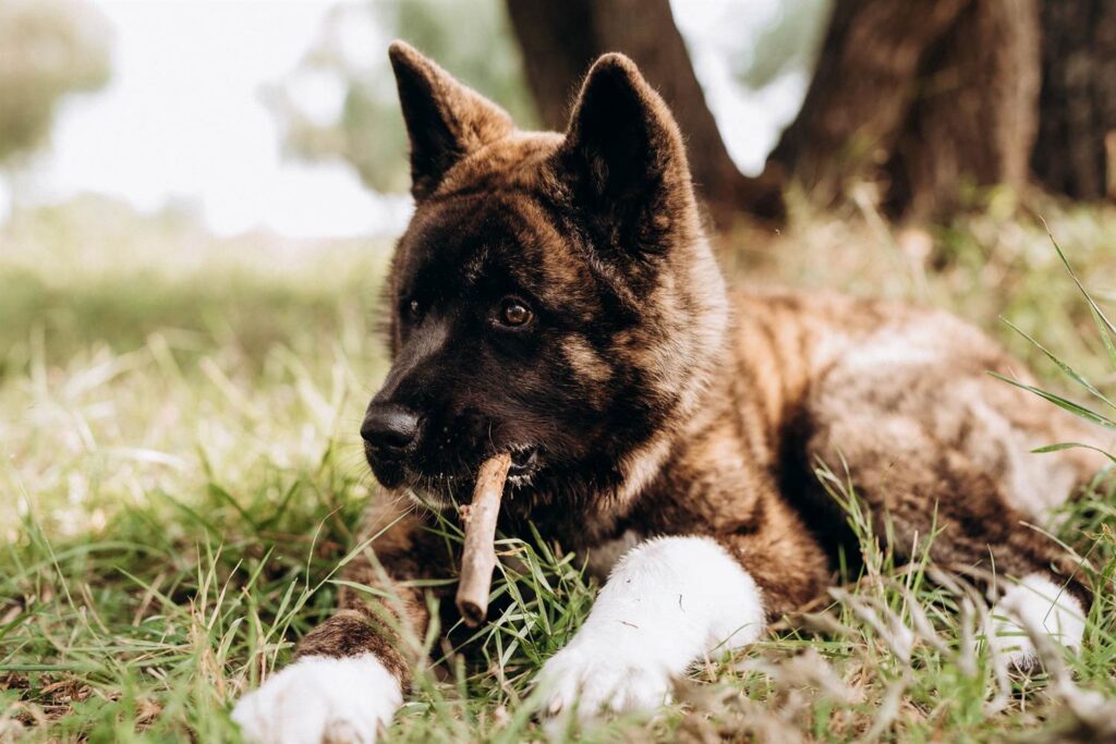 Akita Cuidados