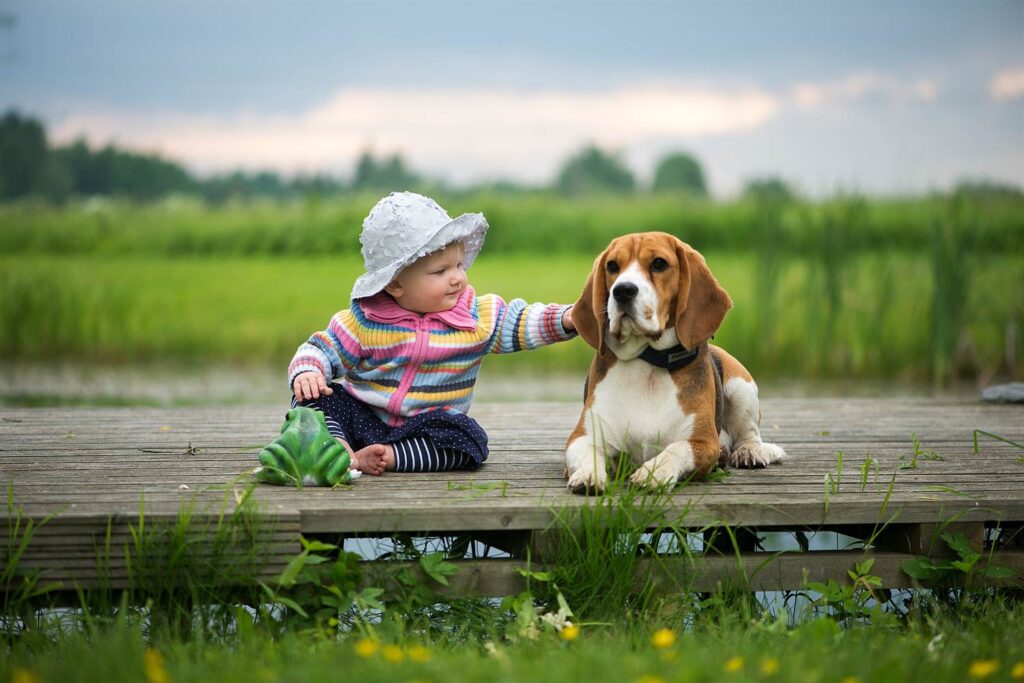beagle