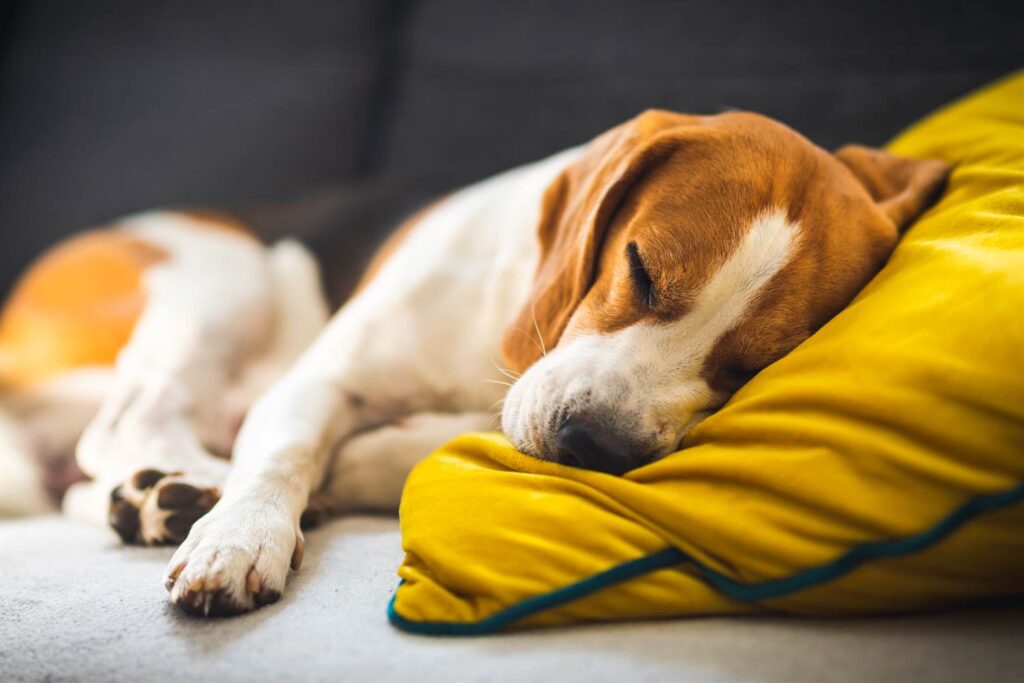 beagle