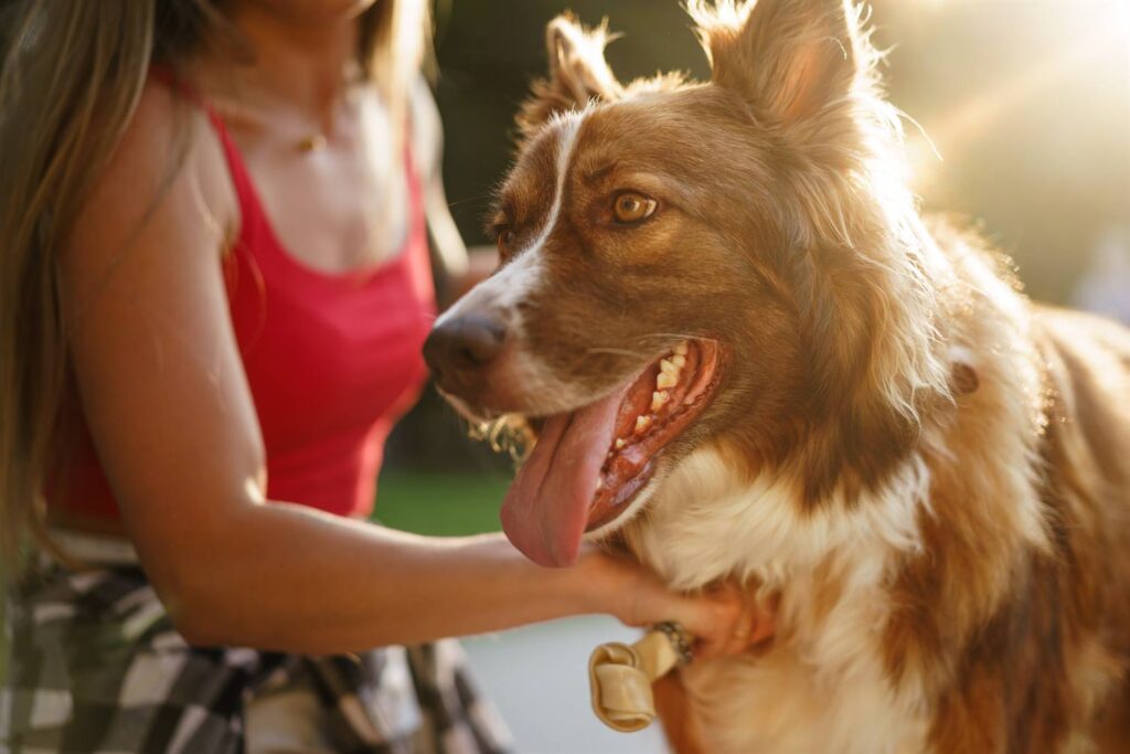 Border Collie