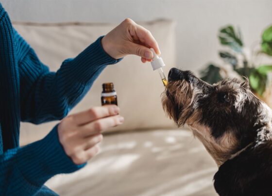 Cbd Para mascotas