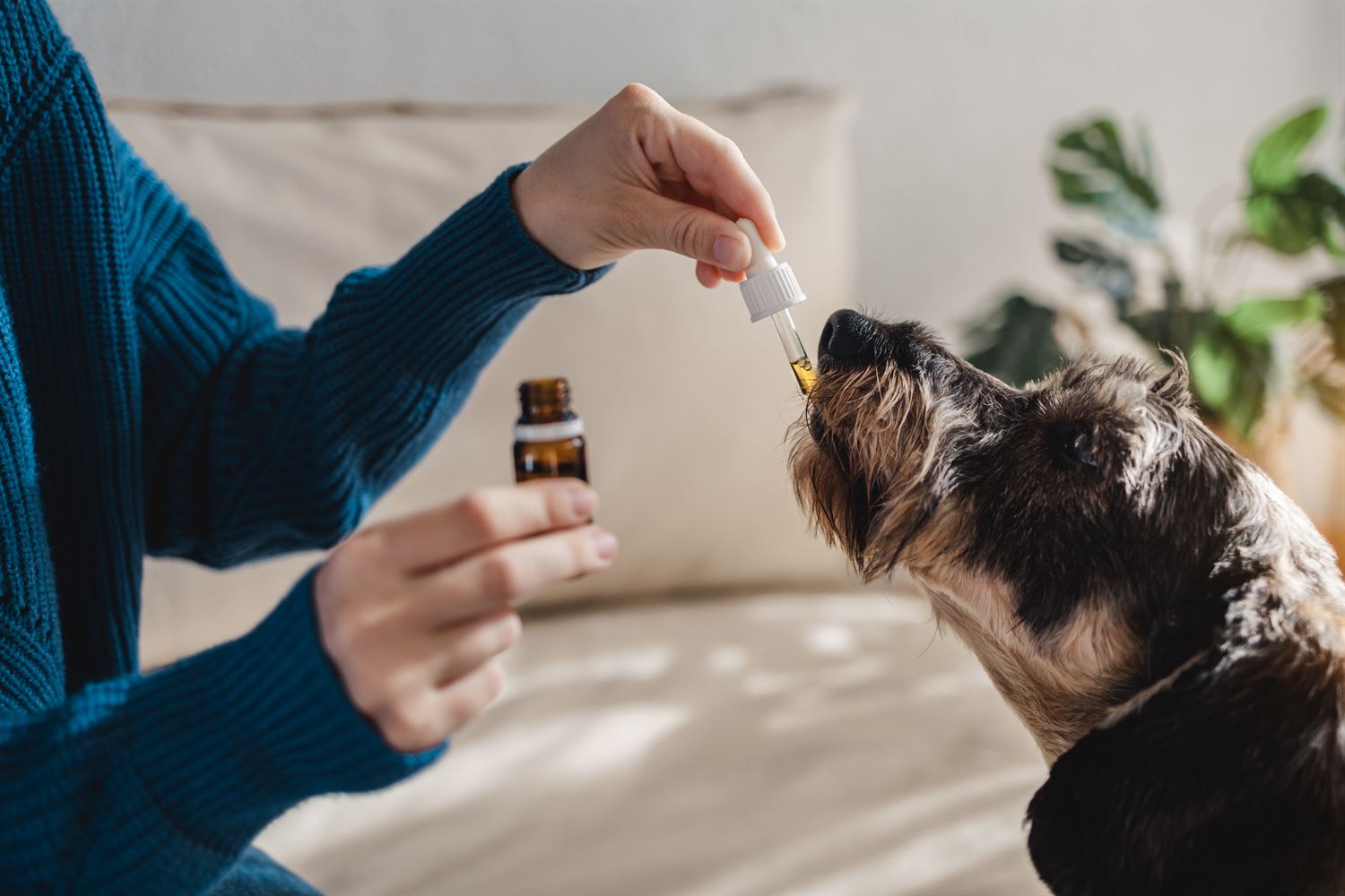 Cbd Para mascotas