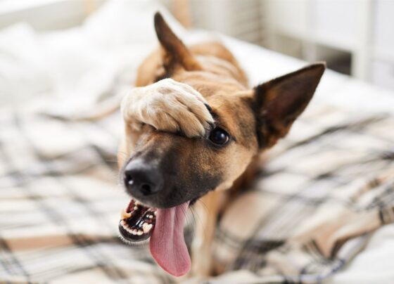 11 Consejos y trucos para el buen cuidado de tu perro