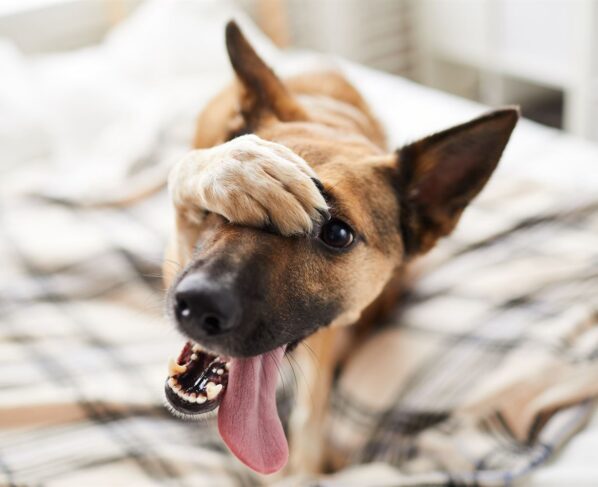 11 Consejos y trucos para el buen cuidado de tu perro