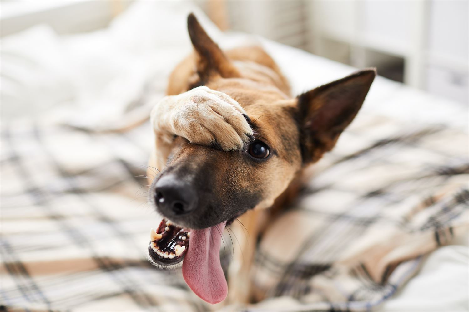 11 Consejos y trucos para el buen cuidado de tu perro