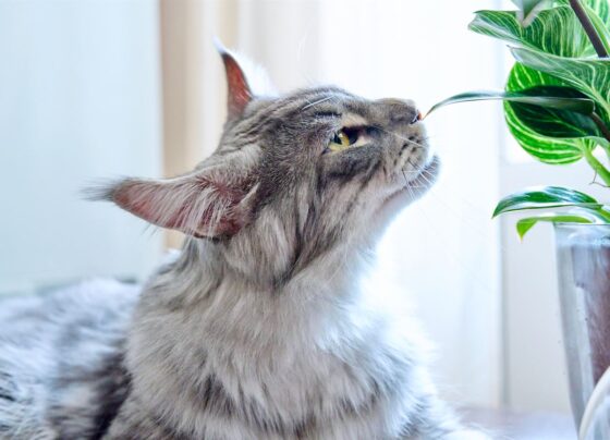 Plantas venenosas para los gatos