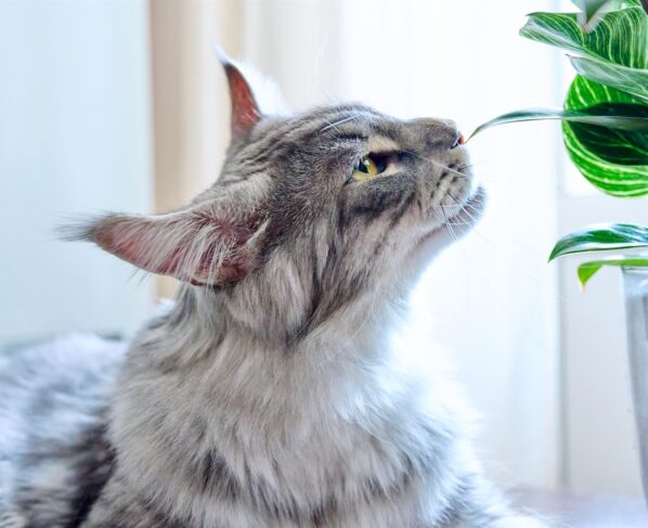 Plantas venenosas para los gatos