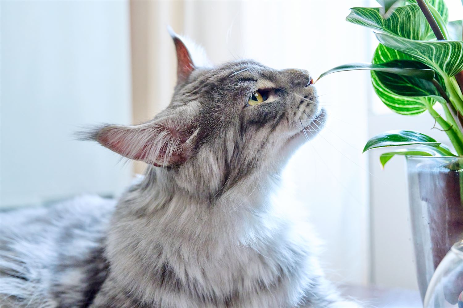 Plantas venenosas para los gatos