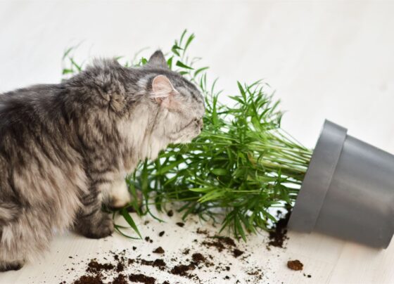 Por qué los gatos tiran objetos