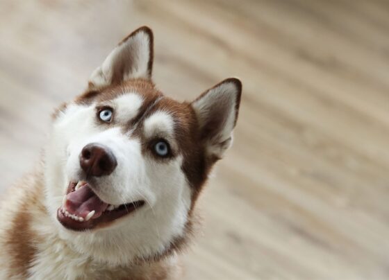Husky: un perro resistente e independiente