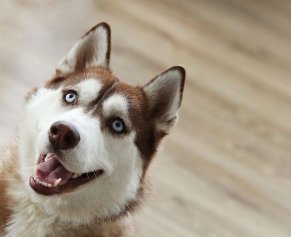 Husky: un perro resistente e independiente