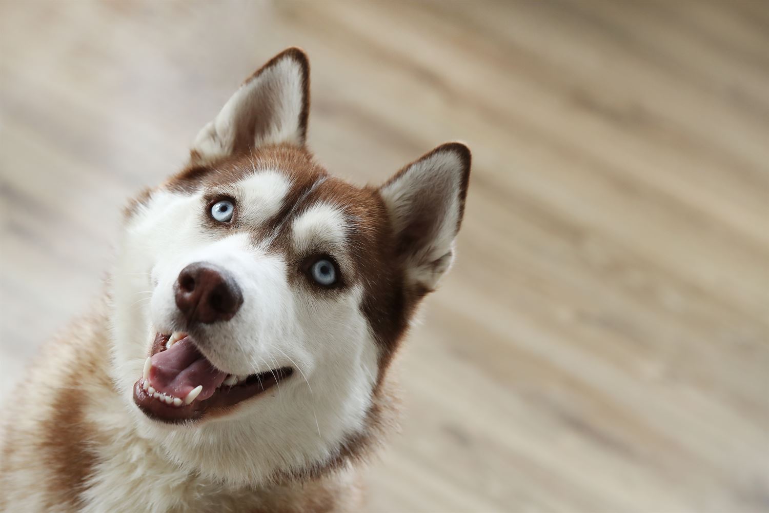 Husky: un perro resistente e independiente