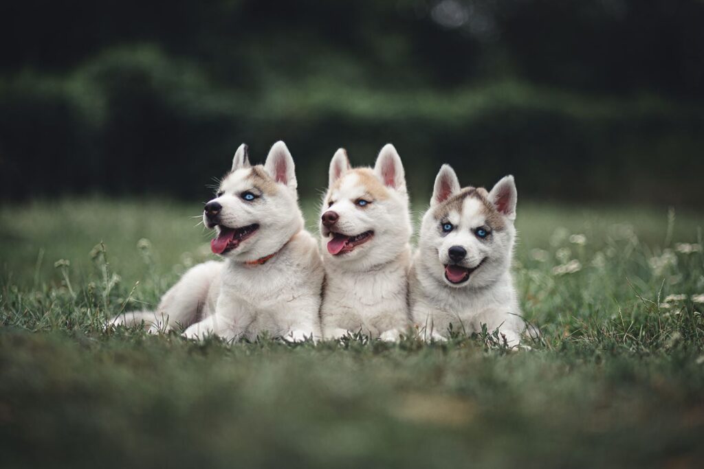 Husky: un perro resistente e independiente
