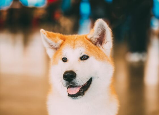 Nombre para mi akita macho