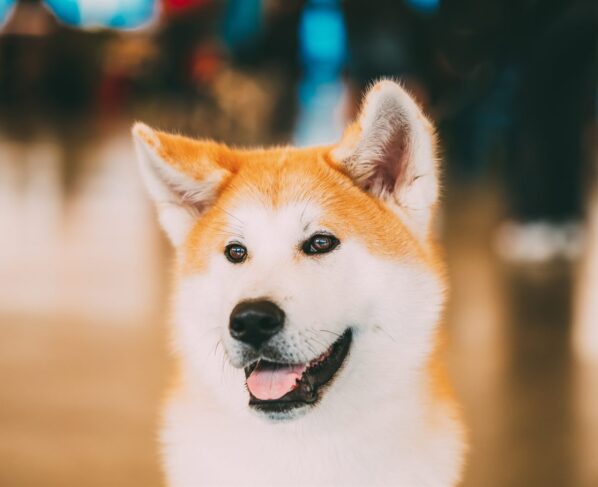 Nombre para mi akita macho